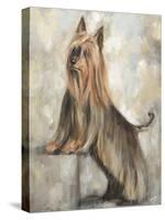 Silky Terrier II-Solveiga-Stretched Canvas