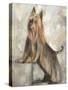 Silky Terrier II-Solveiga-Stretched Canvas