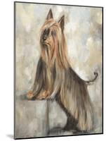 Silky Terrier II-Solveiga-Mounted Giclee Print