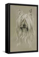 Silky Terrier-Barbara Keith-Framed Stretched Canvas