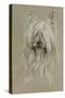 Silky Terrier-Barbara Keith-Stretched Canvas