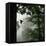 Sillhouette of Black Woodpecker {Dryocopus Martius} Flying from Nest, Vosges Mountains, Lorraine-Poinsignon and Hackel-Framed Stretched Canvas