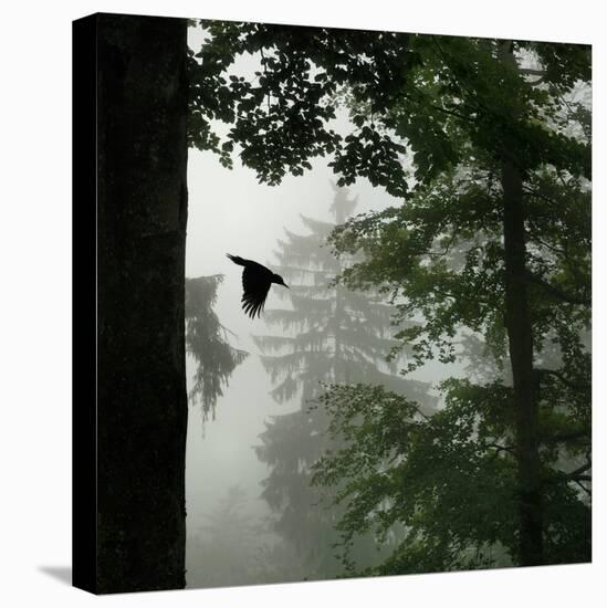 Sillhouette of Black Woodpecker {Dryocopus Martius} Flying from Nest, Vosges Mountains, Lorraine-Poinsignon and Hackel-Stretched Canvas