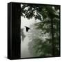 Sillhouette of Black Woodpecker {Dryocopus Martius} Flying from Nest, Vosges Mountains, Lorraine-Poinsignon and Hackel-Framed Stretched Canvas