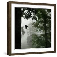 Sillhouette of Black Woodpecker {Dryocopus Martius} Flying from Nest, Vosges Mountains, Lorraine-Poinsignon and Hackel-Framed Photographic Print