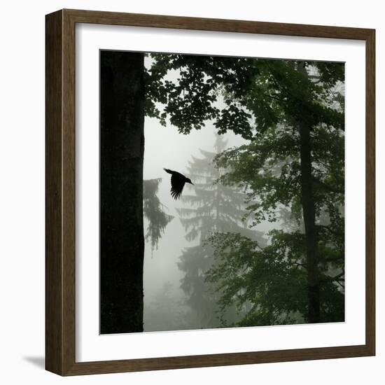 Sillhouette of Black Woodpecker {Dryocopus Martius} Flying from Nest, Vosges Mountains, Lorraine-Poinsignon and Hackel-Framed Photographic Print