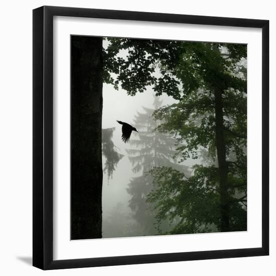 Sillhouette of Black Woodpecker {Dryocopus Martius} Flying from Nest, Vosges Mountains, Lorraine-Poinsignon and Hackel-Framed Photographic Print