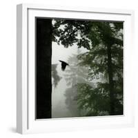 Sillhouette of Black Woodpecker {Dryocopus Martius} Flying from Nest, Vosges Mountains, Lorraine-Poinsignon and Hackel-Framed Photographic Print