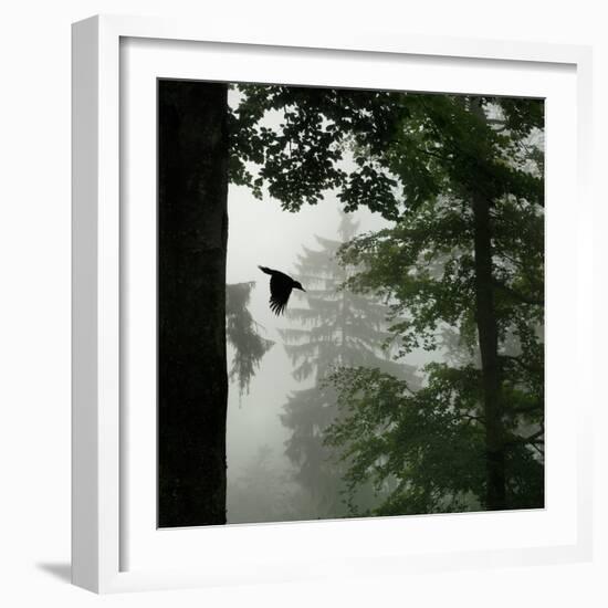 Sillhouette of Black Woodpecker {Dryocopus Martius} Flying from Nest, Vosges Mountains, Lorraine-Poinsignon and Hackel-Framed Photographic Print