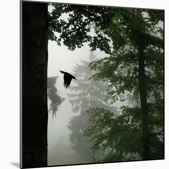 Sillhouette of Black Woodpecker {Dryocopus Martius} Flying from Nest, Vosges Mountains, Lorraine-Poinsignon and Hackel-Mounted Photographic Print