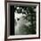 Sillhouette of Black Woodpecker {Dryocopus Martius} Flying from Nest, Vosges Mountains, Lorraine-Poinsignon and Hackel-Framed Photographic Print