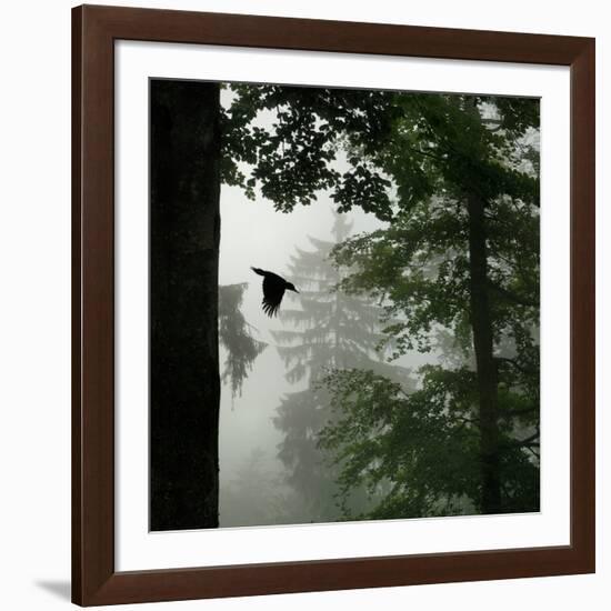 Sillhouette of Black Woodpecker {Dryocopus Martius} Flying from Nest, Vosges Mountains, Lorraine-Poinsignon and Hackel-Framed Photographic Print