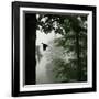 Sillhouette of Black Woodpecker {Dryocopus Martius} Flying from Nest, Vosges Mountains, Lorraine-Poinsignon and Hackel-Framed Photographic Print