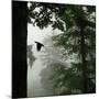 Sillhouette of Black Woodpecker {Dryocopus Martius} Flying from Nest, Vosges Mountains, Lorraine-Poinsignon and Hackel-Mounted Photographic Print