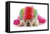 Silly Dog - English Bulldog Dressed Up Like A Clown On White Background-Willee Cole-Framed Stretched Canvas