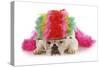 Silly Dog - English Bulldog Dressed Up Like A Clown On White Background-Willee Cole-Stretched Canvas