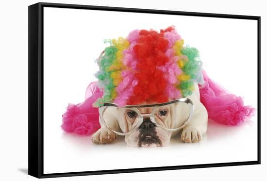 Silly Dog - English Bulldog Dressed Up Like A Clown On White Background-Willee Cole-Framed Stretched Canvas