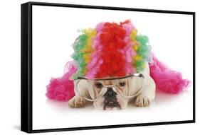 Silly Dog - English Bulldog Dressed Up Like A Clown On White Background-Willee Cole-Framed Stretched Canvas