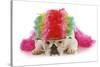 Silly Dog - English Bulldog Dressed Up Like A Clown On White Background-Willee Cole-Stretched Canvas