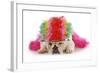 Silly Dog - English Bulldog Dressed Up Like A Clown On White Background-Willee Cole-Framed Photographic Print