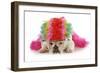 Silly Dog - English Bulldog Dressed Up Like A Clown On White Background-Willee Cole-Framed Photographic Print