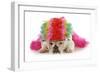 Silly Dog - English Bulldog Dressed Up Like A Clown On White Background-Willee Cole-Framed Photographic Print