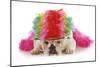 Silly Dog - English Bulldog Dressed Up Like A Clown On White Background-Willee Cole-Mounted Photographic Print