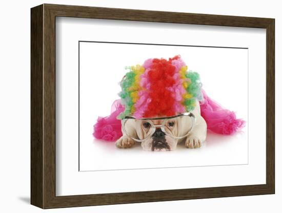 Silly Dog - English Bulldog Dressed Up Like A Clown On White Background-Willee Cole-Framed Photographic Print