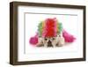 Silly Dog - English Bulldog Dressed Up Like A Clown On White Background-Willee Cole-Framed Photographic Print