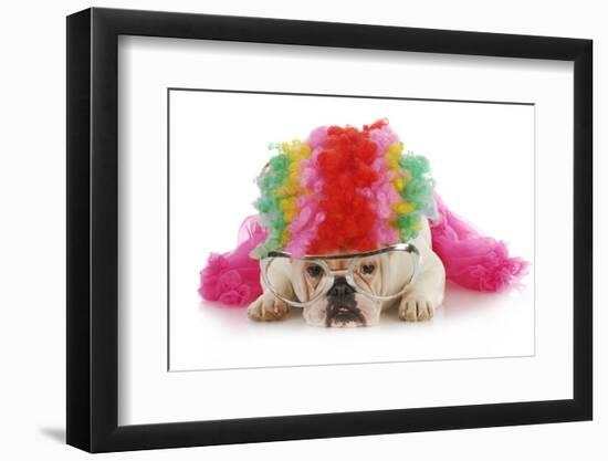 Silly Dog - English Bulldog Dressed Up Like A Clown On White Background-Willee Cole-Framed Photographic Print