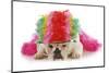 Silly Dog - English Bulldog Dressed Up Like A Clown On White Background-Willee Cole-Mounted Photographic Print