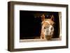 Silly Horse Looking at Me-Christin Noelle-Framed Photographic Print