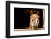 Silly Horse Looking at Me-Christin Noelle-Framed Photographic Print