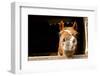 Silly Horse Looking at Me-Christin Noelle-Framed Photographic Print