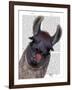 Silly Llama-Fab Funky-Framed Art Print