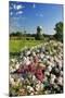 Silo and Wild Roses in Marion County, Oregon, USA-Jaynes Gallery-Mounted Photographic Print