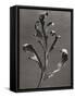 Silphium Iaciniatum, Kompassplanze, 1900-1928-Eugene Atget-Framed Stretched Canvas