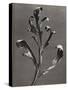 Silphium Iaciniatum, Kompassplanze, 1900-1928-Eugene Atget-Stretched Canvas