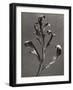 Silphium Iaciniatum, Kompassplanze, 1900-1928-Eugene Atget-Framed Giclee Print