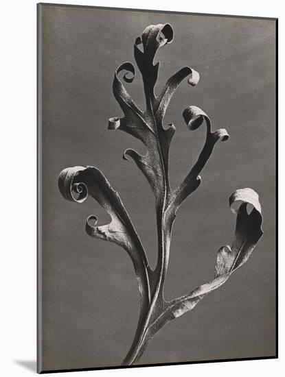 Silphium Iaciniatum, Kompassplanze, 1900-1928-Eugene Atget-Mounted Giclee Print