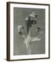 Silphium-Karl Blossfeldt-Framed Giclee Print