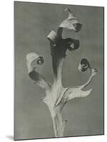 Silphium-Karl Blossfeldt-Mounted Giclee Print