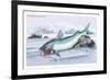 Silurus Parkeri-Robert Hermann Schomburgk-Framed Art Print