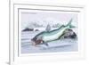 Silurus Parkeri-Robert Hermann Schomburgk-Framed Premium Giclee Print