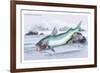 Silurus Parkeri-Robert Hermann Schomburgk-Framed Premium Giclee Print