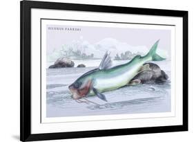 Silurus Parkeri-Robert Hermann Schomburgk-Framed Premium Giclee Print