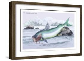 Silurus Parkeri-Robert Hermann Schomburgk-Framed Art Print