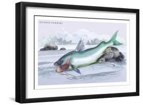 Silurus Parkeri-Robert Hermann Schomburgk-Framed Art Print