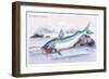 Silurus Parkeri-Robert Hermann Schomburgk-Framed Premium Giclee Print