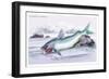 Silurus Parkeri-Robert Hermann Schomburgk-Framed Premium Giclee Print